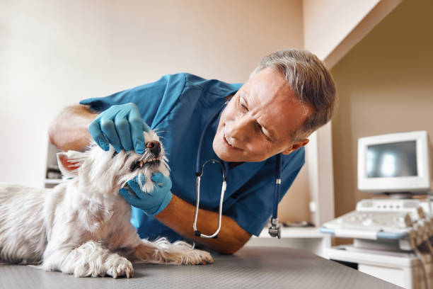 Best Emergency Treatment for Dental Infections or Abscesses in West Brownsville, PA